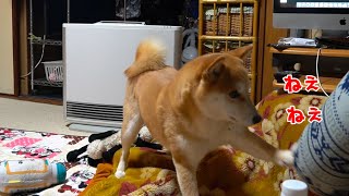 かまちょをスルーしたらどんどん激しくなってきた柴犬ハナ