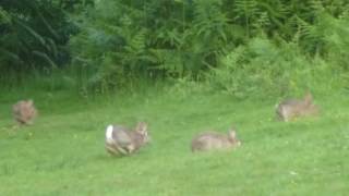 Wild rabbits playing in the dusk.