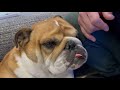 birdie gets the blues english bulldog