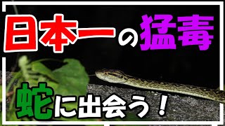 【超危険】誰もいない森の中で日本最強の猛毒を持つハブに飛び掛かられる