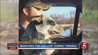 Search Continues For Missing Dog After Mayfield Tornado