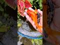 Unbelievable Catching Koi in Tiny Pond, #fishing #catching #catfish #aquarium #fishingvideo