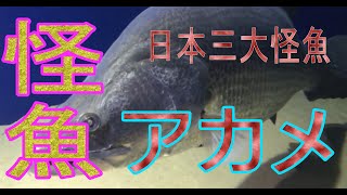 【ギョギョギョ】さかなクンは知っているアカメは日本三大怪魚の一つ！このチャンネルで大公開！アカメは、いかつい体でとにかくでかい。さすが怪魚！見てびっくり！ぜひご覧ください,