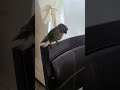 green cheek conure screaming his head off