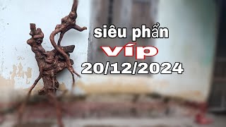 🌳BSKR - khai thác và gl ae siêu phẩn chòi mòi víp (20/12/2024)☎️0965.773.818