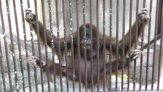 オランウータンのキッキさんが側に来てくれました～！　茶臼山動物園へ行って来ました！　00400