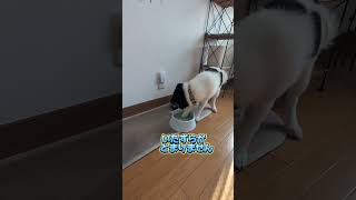 【保護犬・元野犬】子犬のいたずら