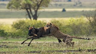 Chui alivyobatua Nyumbu Cheetah Catch Wildebeest With Fastest Speed Very exciting moment