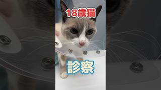 初めての痙攣発作が起きた猫が動物病院にやってきた！