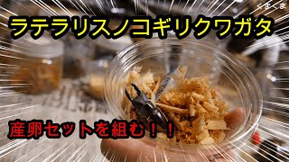 【産卵セット組み方】ラテラリスノコギリクワガタ