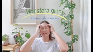 |ต้นไม้งอก ep.5| เขาบอกว่าเลี้ยงง่าย ฉันเลยซื้อมา “Monstera ginny” #raphidophora