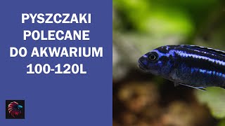 Pyszczaki polecane do akwarium 100-120L