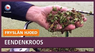 REPO: Friese koeien krijgt mogelijk eendenkroos op het menu