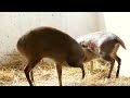 reeves muntjac muntiacus reevesi 4k