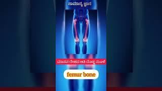 ಮಾನವ ದೇಹದ ಅತಿ ದೊಡ್ಡ ಮೂಳೆ.  The largest bone in the human body