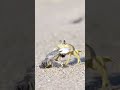 sand crab eat small turtle at sea