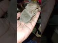 手のひらサイズのチンチラベビー　 チンチラ チンチラベビー 小動物