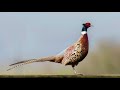 common pheasant or ring necked pheasant calling