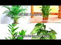 Best house plants for Home entrance. Home entrance decor plants. Gardening ideas.