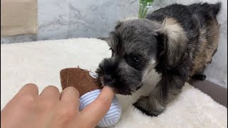 おっとりしたお顔が愛らしい！ミニチュア・シュナウザーちゃん(^^♪ペットショップ犬の家＊京都精華店