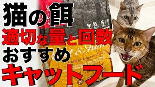 【基本の基】猫の餌の適切な量と回数：おすすめキャットフード紹介【我が家はベンガル猫】