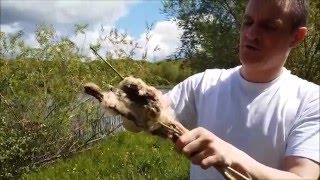 Foraging for Bulrushes - Dean Rose (May 23rd 2016)