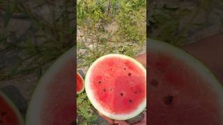 Watermelon farming in Dragon Fruit Farm as Intercrop #paradiseagro #watermelon #pitaya #agriculture