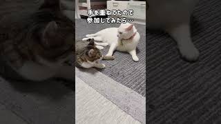 猫達が手を重ねてたので飼い主も参加してみました　#shorts #cat #猫 #子猫 #保護猫 #白猫 #デブ猫