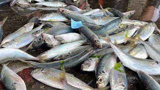 Yilan's Daxi Fishing Port seafood auction sold within 10 seconds! Fishing boat unloading fresh catch