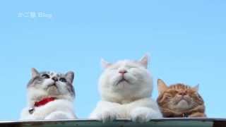 青空の下の3匹の猫 Cat and blue sky