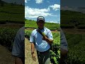 Channel Youtube Nurcholis Lahat Menikmatti Pemandangan nya Di Kebun Teh,Pagar Alam,Sumatera Selatan