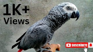 African Grey Parrot  Sound || African grey parrot video || south african grey parrot talking.