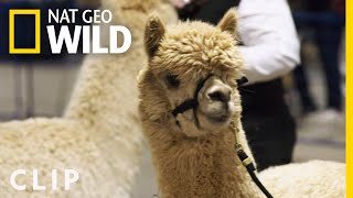 An Alpaca Handler is Born (Clip) | Going Fur Gold