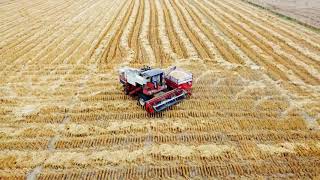 Wheat Harvest in Punjab Dji Mavic Mini Fly away