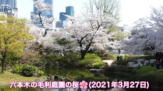 【4K】桜🌸が咲く毛利庭園を散歩🥳(2021年3月27日)