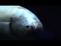 10 Strange Deep Ocean Creatures Found by ROVs Around the World