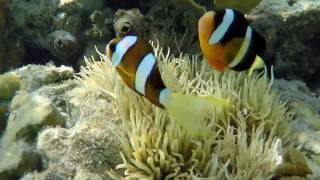 菲律賓 科隆 潛水耍廢旅 wreck diving ,coron , palawan , philippines