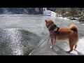 湖に張った薄氷の上を歩きたがる怖いもの知らずの柴犬｜4k｜グラッシー・レイクス