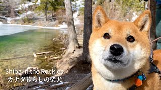 湖に張った薄氷の上を歩きたがる怖いもの知らずの柴犬｜4K｜グラッシー・レイクス