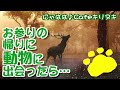 お詣りの帰りに動物に出会ったら……【にゃはは♪cafe切り抜き】