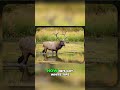 The Majestic Elk Antlers  A Closer Look at Their Beauty