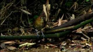 ENDEMIC - Brown-banded Antpitta  - Grallaria milleri - Bogota Birdin