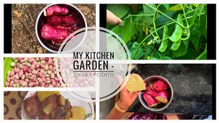 മധുരകിഴങ്ങ് | Kitchen Gardening Joy | Sweet potato | #cooking #youtubevideo #trendingvideo #organic