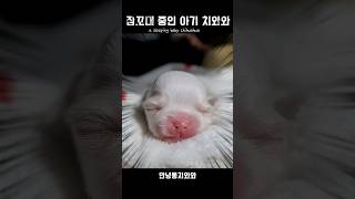 잠꼬대 중인 아기 치와와 (a sleeping baby chihuahua) #강아지