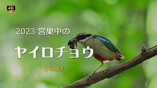 2023 ヤイロチョウ（１）餌運び始まる【4ｋ】／山岳詩＿NikonＺ9