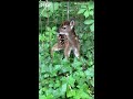 fawn rescued from fence