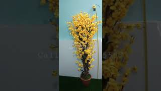 Chinese chery tree|| চেরি ফুলের গাছ