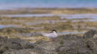 Little tern in Amami island National Nature Park Japan