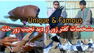 مشخصات کفتر زور برای نسل گیری از دید نجیب زورخانه | Unique amazing pigeon farm Kabul | Wazha Maiha