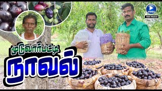 முடுவார்பட்டி நாட்டு நாவல் பழம் | Muduvarpatti jamun fruit | Hello Madurai | Tv | Fm | Web